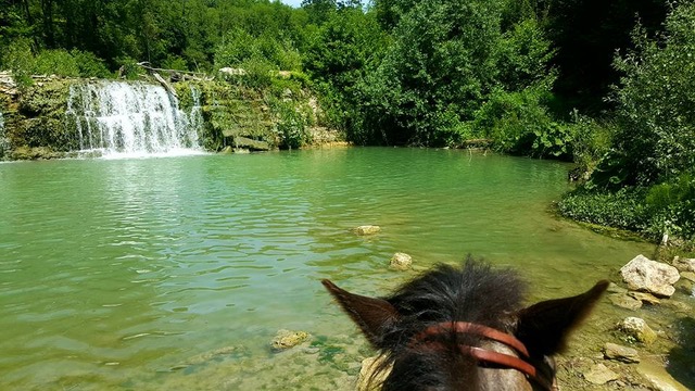 Horse & Wine