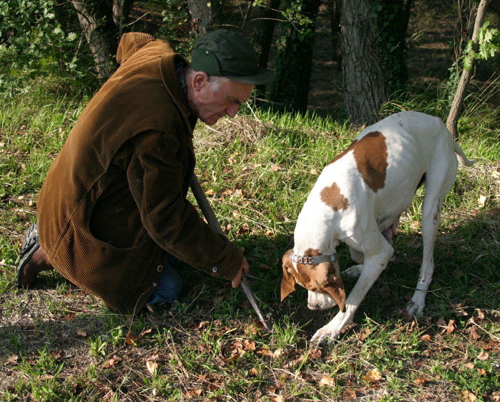 Cerca del Tartufo nelle Langhe